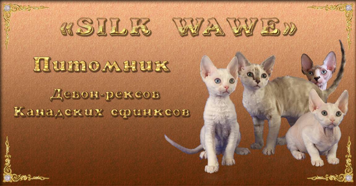 Питомник девон-рексов, канадских сфинксов «Silk Wawe»