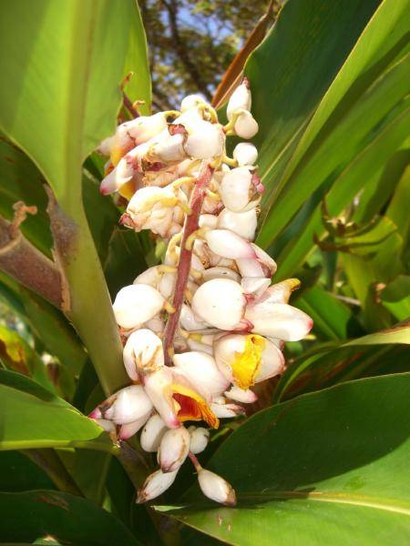 Австралия. Причудливые цветы, похожие на орхидеи