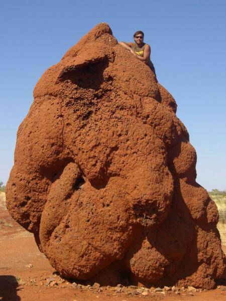 Австралия. Огромный термитник возле дороги неизменно привлекает внимание..