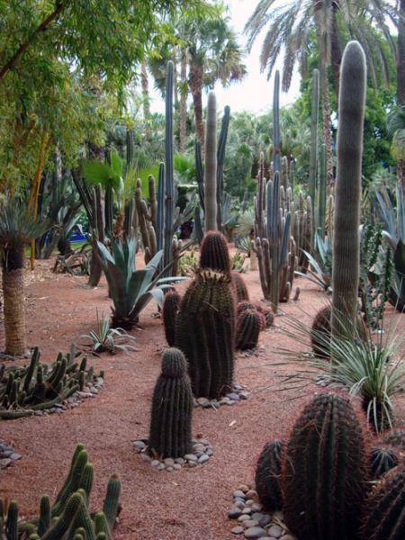 Марокко. Знаменитый парк Jardin Majorelle
