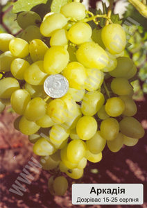 Саджанці винограду сорту Аркадія
