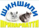Господарство "Шиншили Прикарпаття" Господарство "Шиншили Прикарпаття"