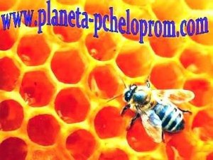 Планета Пчелопром - інтернет-видання для любителів бджіл та меду