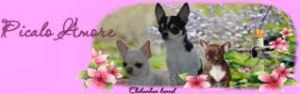 Питомник Picalo Amore Питомник Picalo Amore