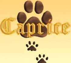 Питомник донских сфинксов и ориенталов Caprice